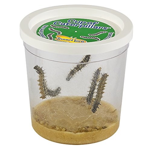 Insect Lore Cup of Caterpillars with Deluxe Chrysalis Station Live...