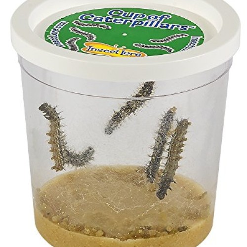 Insect Lore Cup of Caterpillars with Deluxe Chrysalis Station Live...