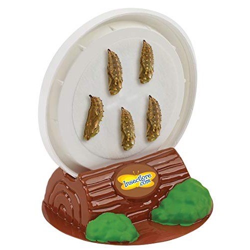 Insect Lore Cup of Caterpillars with Deluxe Chrysalis Station Live...