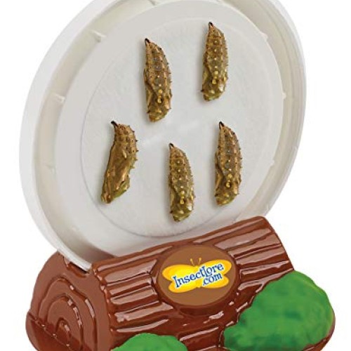 Insect Lore Cup of Caterpillars with Deluxe Chrysalis Station Live...