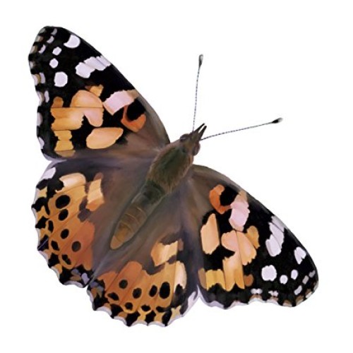 Insect Lore Cup of Caterpillars with Deluxe Chrysalis Station Live...