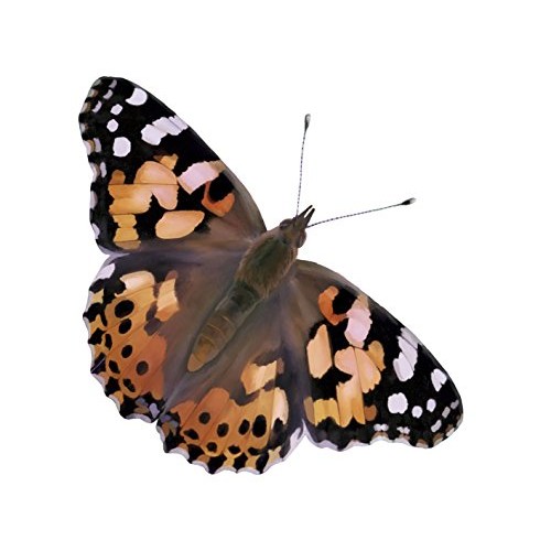 Insect Lore Cup of Caterpillars with Deluxe Chrysalis Station Live...