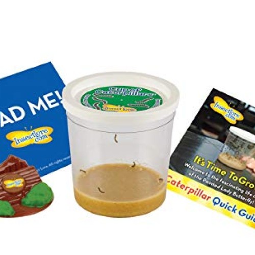 Insect Lore Cup of Caterpillars with Deluxe Chrysalis Station Live...