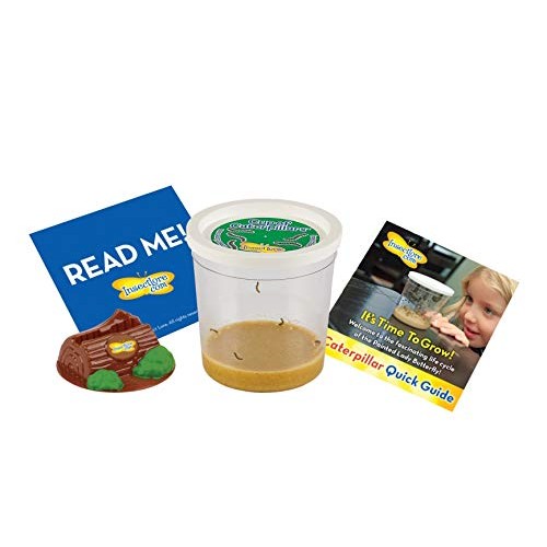 Insect Lore Cup of Caterpillars with Deluxe Chrysalis Station Live...