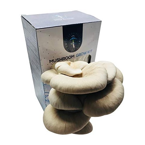 Oyster Mushroom Growing Kit by Intergalactic Mushroom. Grow Edible...