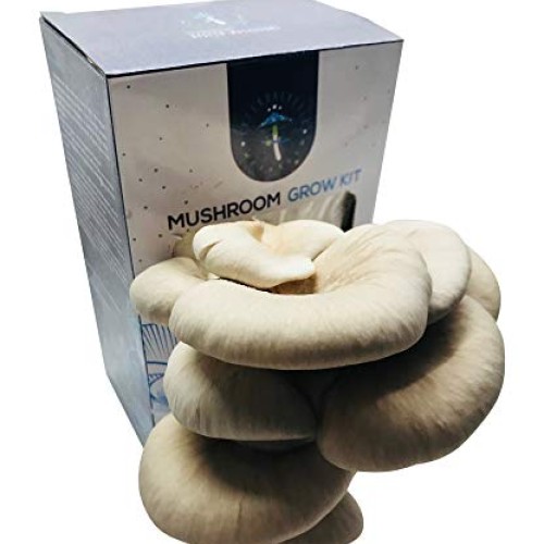 Oyster Mushroom Growing Kit by Intergalactic Mushroom. Grow Edible...