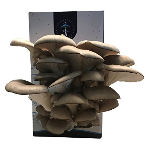 Oyster Mushroom Growing Kit by Intergalactic Mushroom. Grow Edible...
