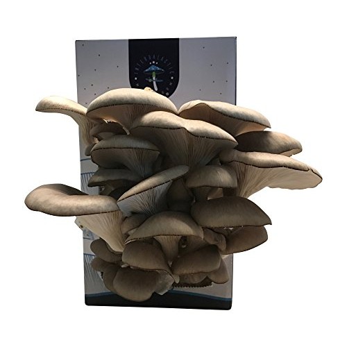 Oyster Mushroom Growing Kit by Intergalactic Mushroom. Grow Edible...