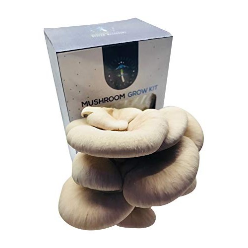 Oyster Mushroom Growing Kit by Intergalactic Mushroom. Grow Edible...