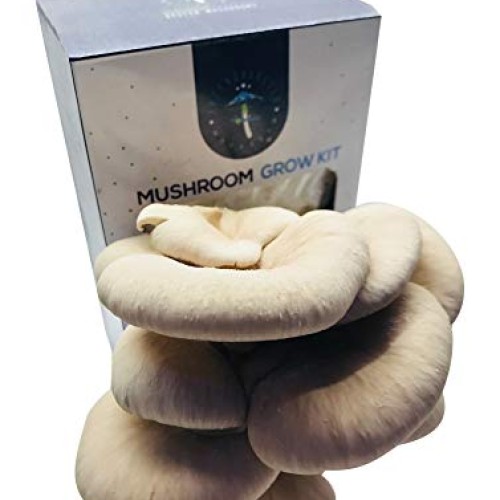 Oyster Mushroom Growing Kit by Intergalactic Mushroom. Grow Edible...