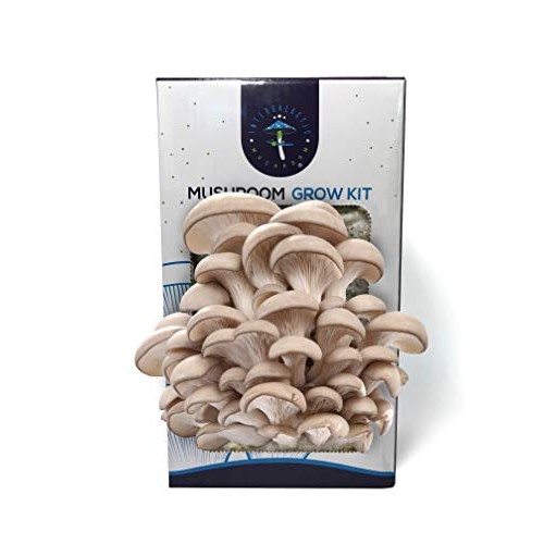 Oyster Mushroom Growing Kit by Intergalactic Mushroom. Grow Edible...