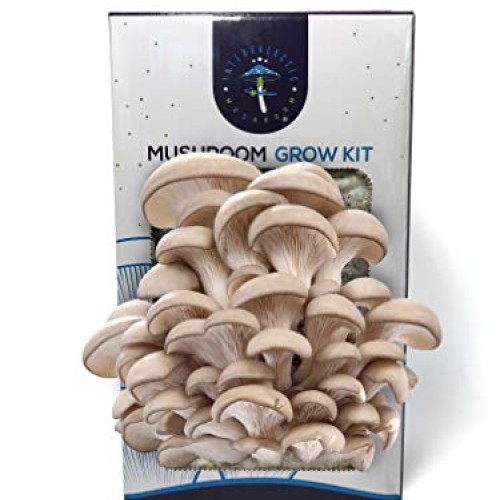 Oyster Mushroom Growing Kit by Intergalactic Mushroom. Grow Edible...