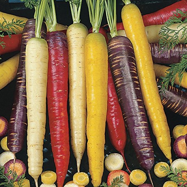 Rainbow Blend Carrot Seeds, 500+ Premium Heirloom Seeds, Rare Vari...