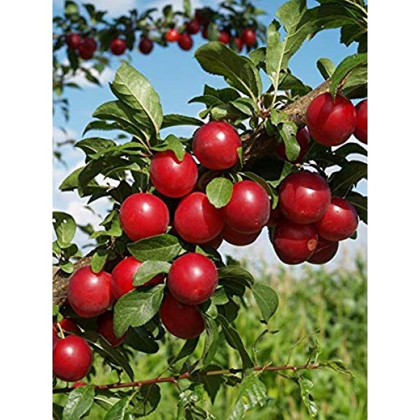 American Red Plum Tree Seeds, 5 Premium Quality Plum Tree Seeds,70...