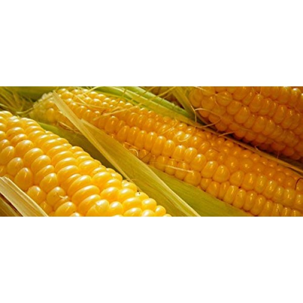 Kandy Corn Hybrid Vegetable Corn Seeds, 25+ Premium Heirloom See...