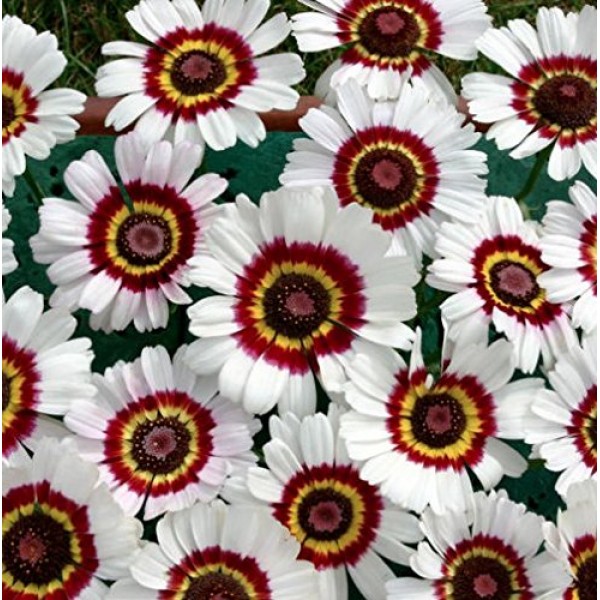 Painted Daisy Flower Seeds, 1000+ Premium Heirloom Seed, 80-90% ...