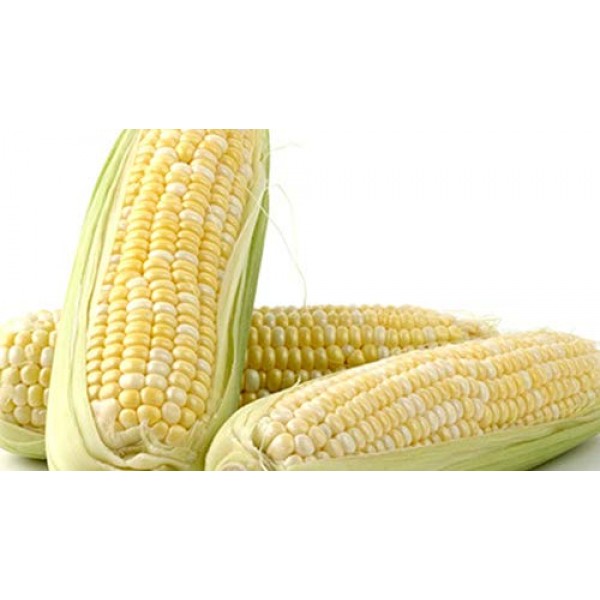 Peaches and Cream Hybrid Bicolor Sweet Corn Seeds, 25+ Premium H...