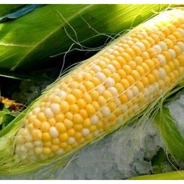 Peaches and Cream Hybrid Bicolor Sweet Corn Seeds, 25+ Premium H...