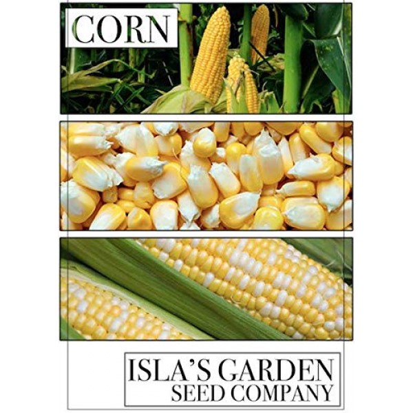 Peaches and Cream Hybrid Bicolor Sweet Corn Seeds, 25+ Premium H...