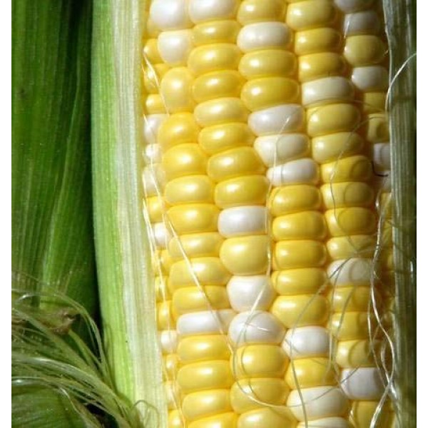 Peaches and Cream Hybrid Bicolor Sweet Corn Seeds, 25+ Premium H...