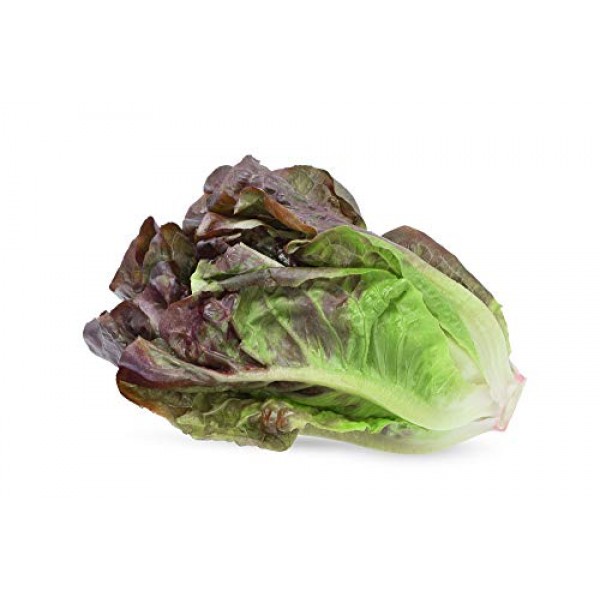 HEIRLOOM RED ROMAINE LETTUCE SEED GARDEN SEED NON GMO ORGANIC 1000 SEEDS 