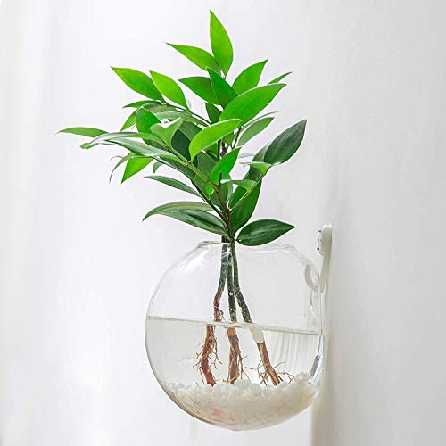 Ivolador 2PCS Terrarium Container Flower Planter Vase Hanging Glas...