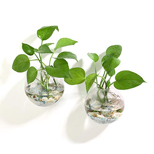 Ivolador 2PCS Terrarium Container Flower Planter Vase Hanging Glas...
