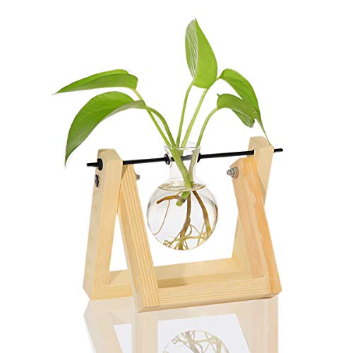 Ivolador Desktop Glass Planter Bulb Vase with Retro Solid Wooden S...