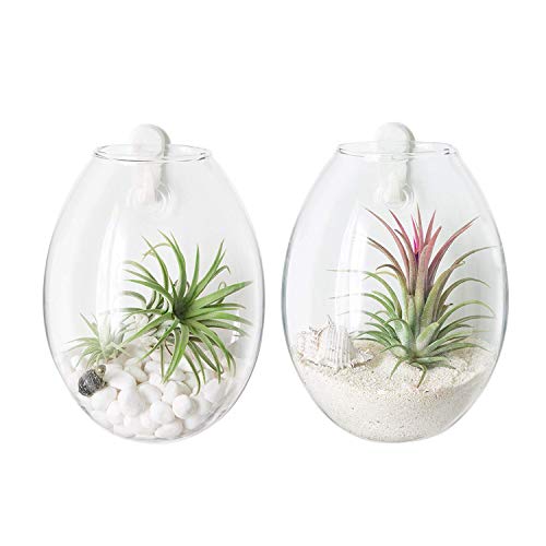 Ivolador Wall Hanging Propagation Glass Plant Terrarium Container ...