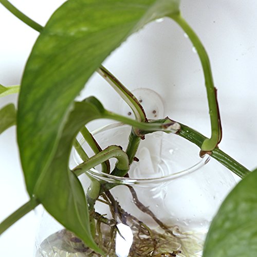 Ivolador Wall Hanging Propagation Glass Plant Terrarium Container ...
