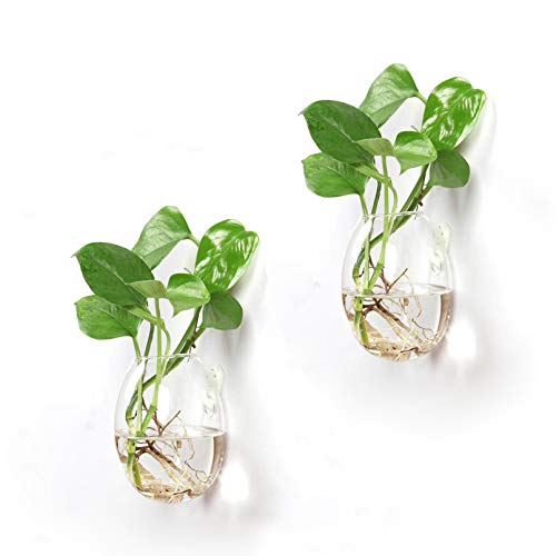 Ivolador Wall Hanging Propagation Glass Plant Terrarium Container ...