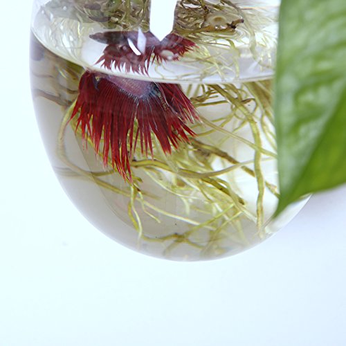 Ivolador Wall Hanging Propagation Glass Plant Terrarium Container ...