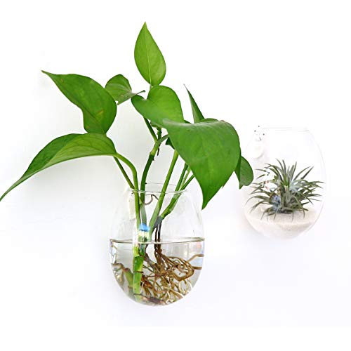Ivolador Wall Hanging Propagation Glass Plant Terrarium Container ...
