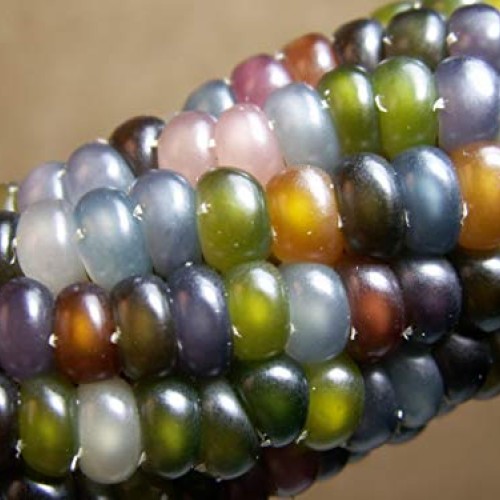 Glass Gem Indian Corn Heirloom Seed - The Most Beautiful Corn in t...