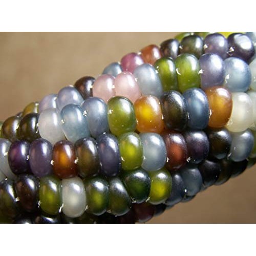 Glass Gem Indian Corn Heirloom Seed - The Most Beautiful Corn in t...