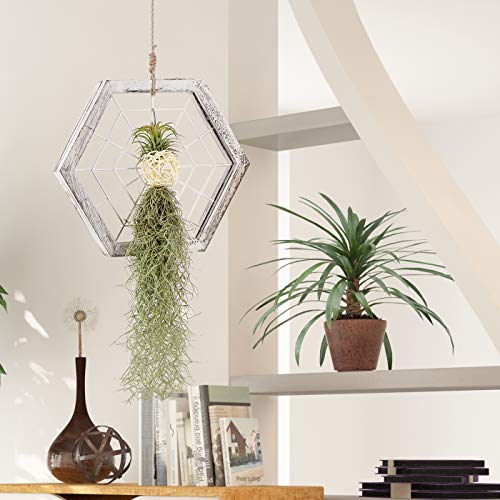 J JACKCUBE DESIGN Rustic Wood Air Plant Holder, DIY Hexagon Air Pl...