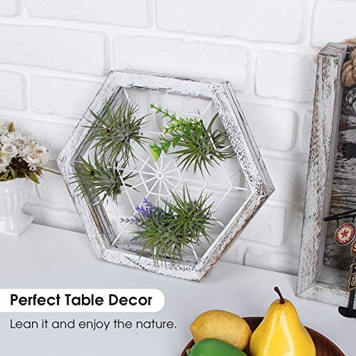 J JACKCUBE DESIGN Rustic Wood Air Plant Holder, DIY Hexagon Air Pl...
