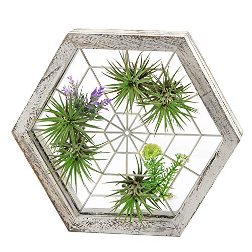 J JACKCUBE DESIGN Rustic Wood Air Plant Holder, DIY Hexagon Air Pl...