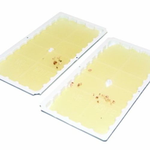 JT Eaton 111PRE Stick-Em Pre-Baited Rat/Mouse Size Peanut Butter S...