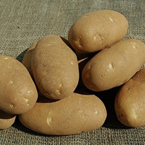 Shoppy Star: Seed Potatoes - 1 lb. Russet Nugget Organic Grown Non...