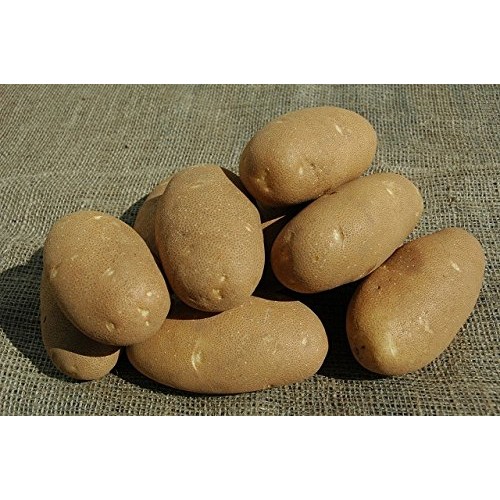 Shoppy Star: Seed Potatoes - 1 lb. Russet Nugget Organic Grown Non...