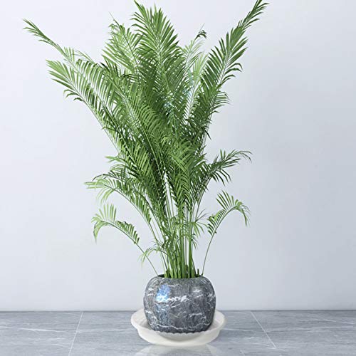 Plant Saucers - 14 inch - Durable Plastic Plant Trays, Clear Plast...
