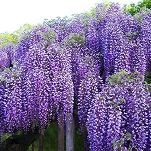 Blue Moon Wisteria Vine - Massive Foot Long Fragrant Flowers - Att...