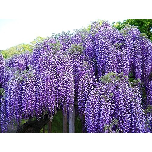 Blue Moon Wisteria Vine - Massive Foot Long Fragrant Flowers - Att...