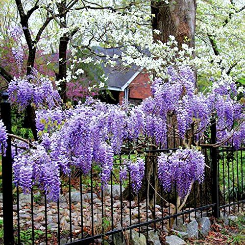 Blue Moon Wisteria Vine - Massive Foot Long Fragrant Flowers - Att...