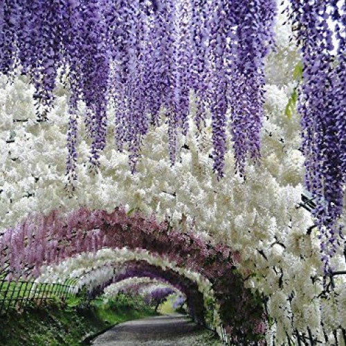 Blue Moon Wisteria Vine - Massive Foot Long Fragrant Flowers - Att...