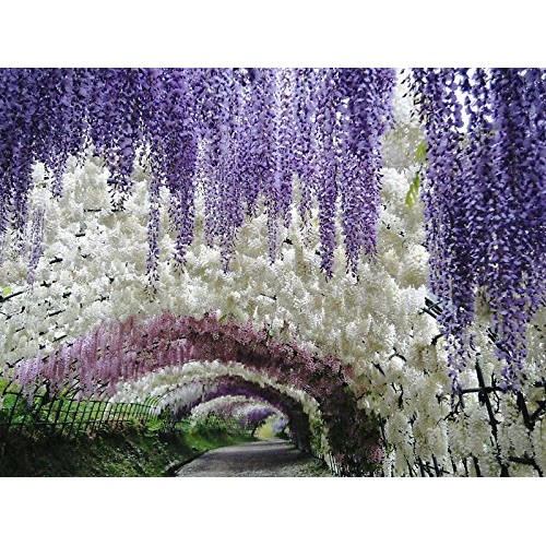 Blue Moon Wisteria Vine - Massive Foot Long Fragrant Flowers - Att...