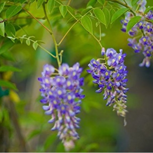 Blue Moon Wisteria Vine - Massive Foot Long Fragrant Flowers - Att...