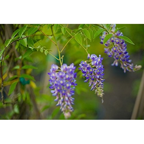 Blue Moon Wisteria Vine - Massive Foot Long Fragrant Flowers - Att...