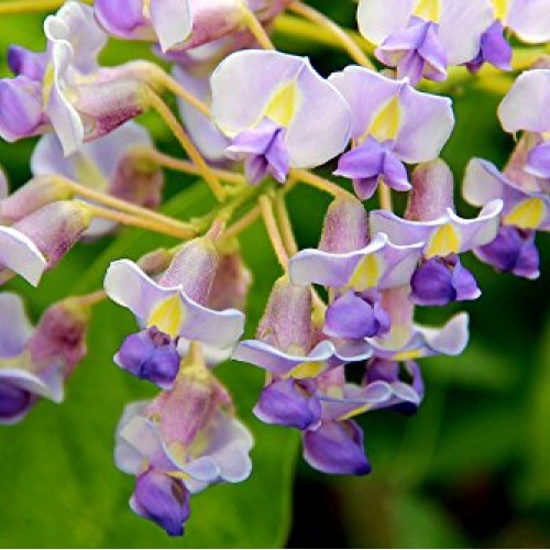 Blue Moon Wisteria Vine - Massive Foot Long Fragrant Flowers - Att...